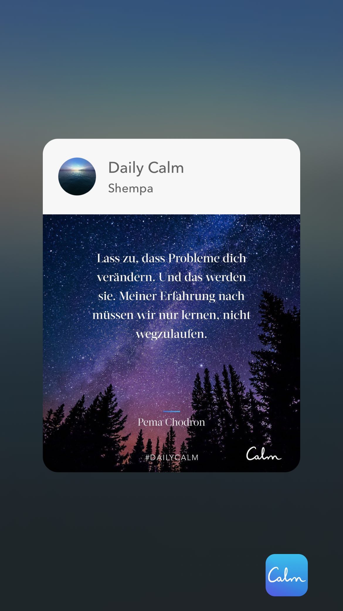 Daily Calm Shempa 