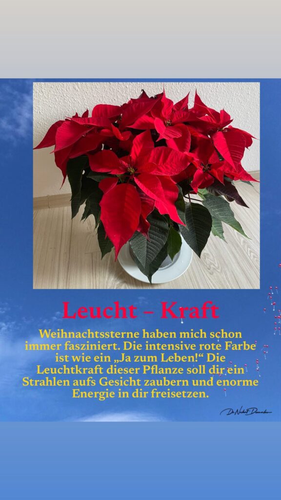 Dr. Norbert Dennerlein: Weihnachtssterne haben mich schon immer fasziniert