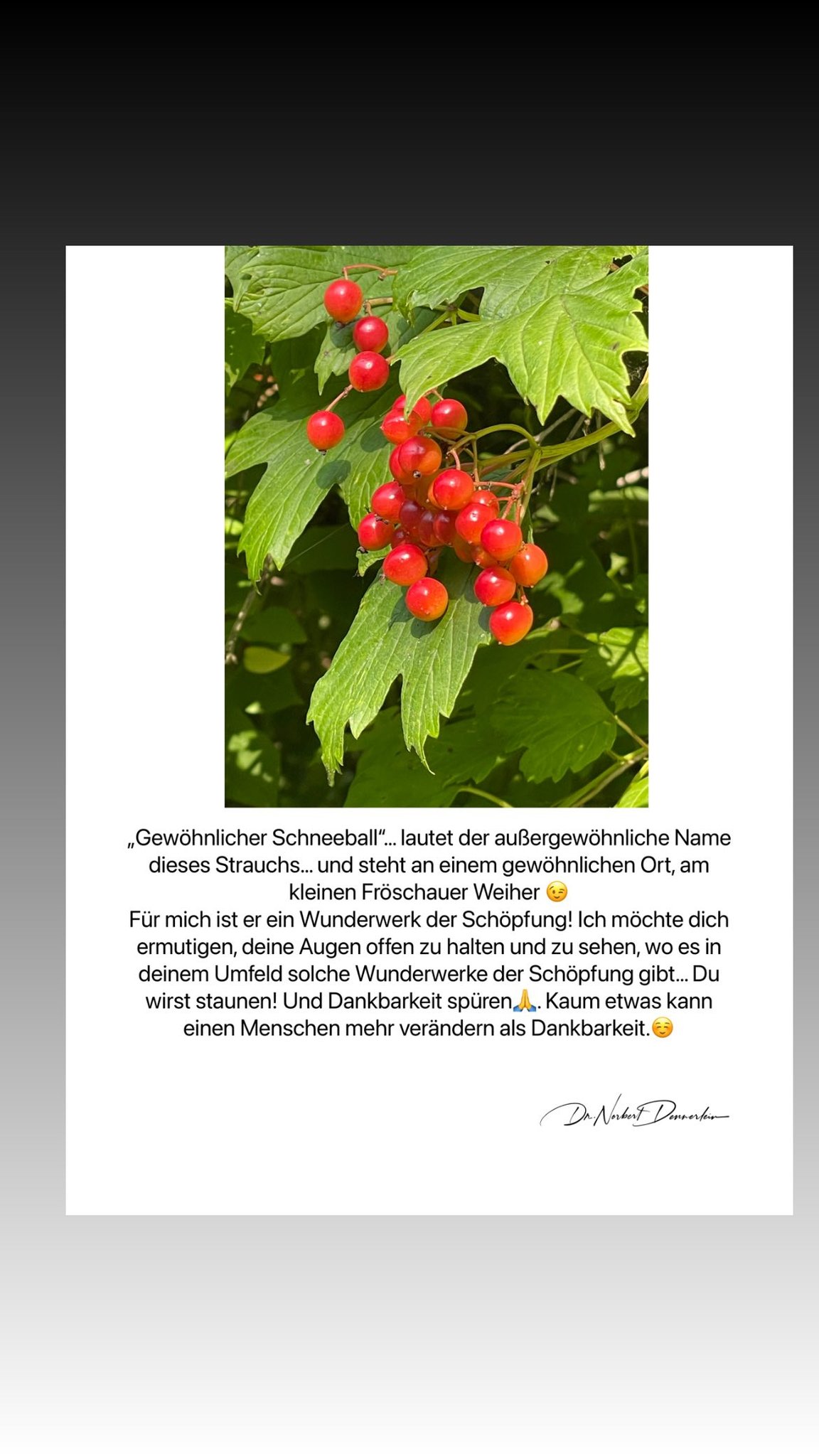 „Gewöhnlicher Schneeball