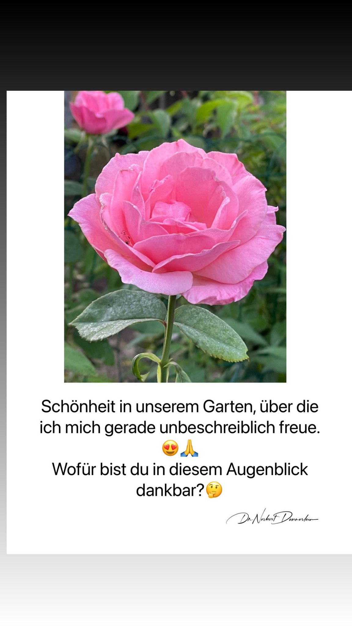 Schönheit in unserem Garten, Uber die ich mich gerade unbeschreiblich freue