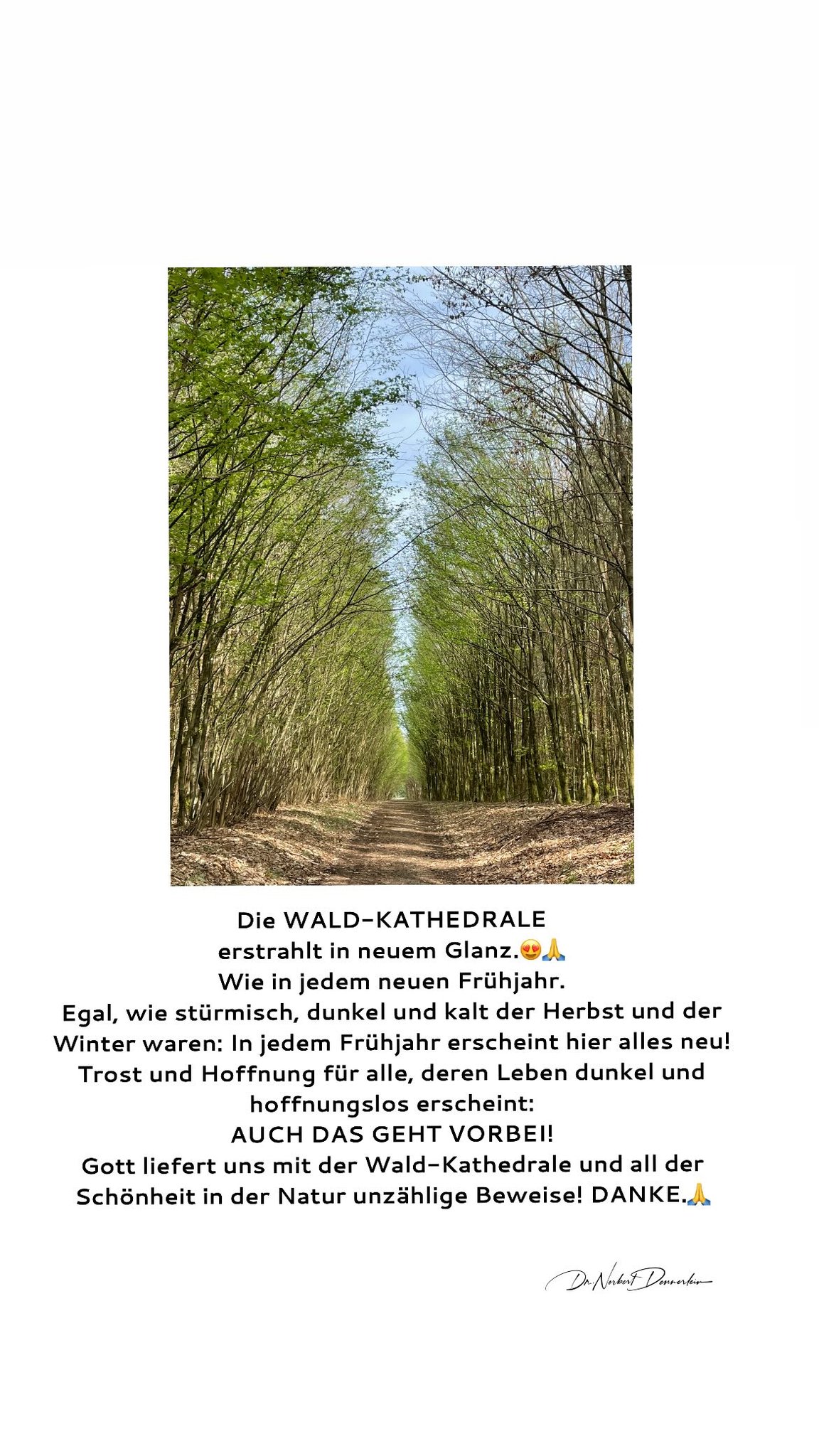 Die WALD - KATHEDRALE erstrahlt in neuem Glanz