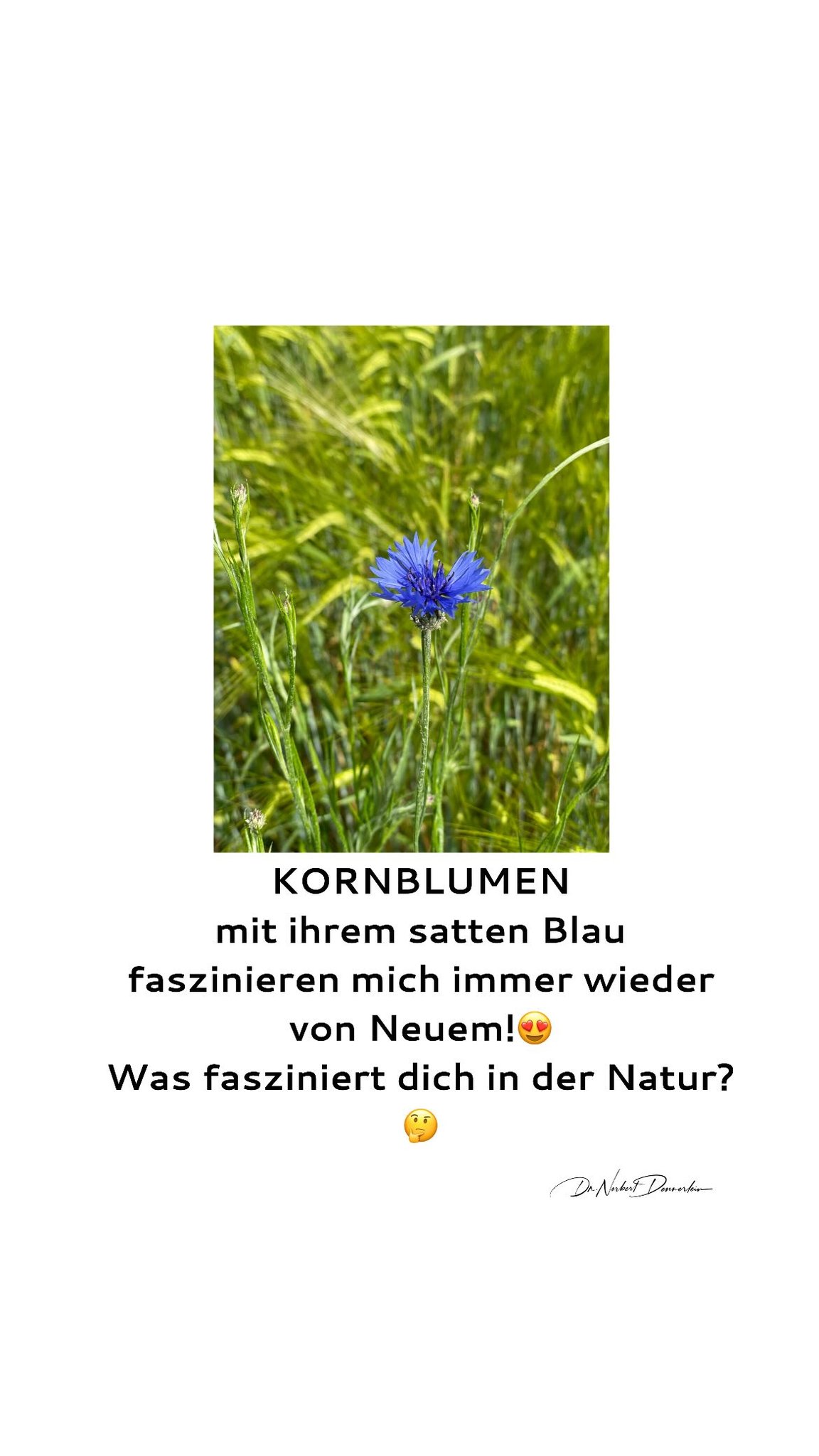KORNBLUMEN mit ihrem satten Blau faszinieren mich immer wieder von Neuem