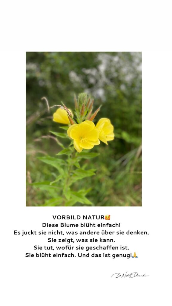 Dr. Norbert Dennerlein: VORBILD