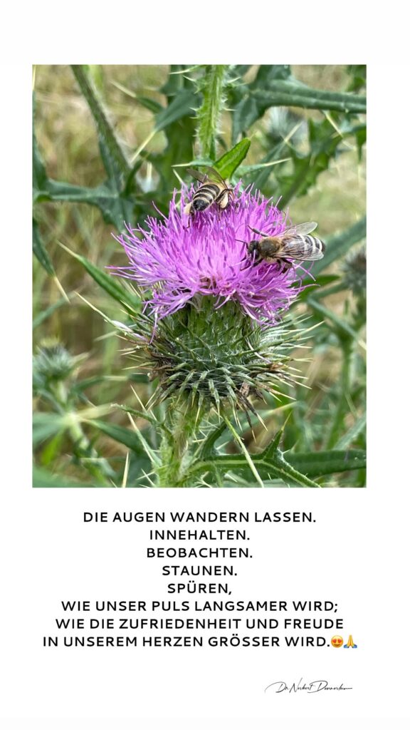 Dr. Norbert Dennerlein: DIE AUGEN