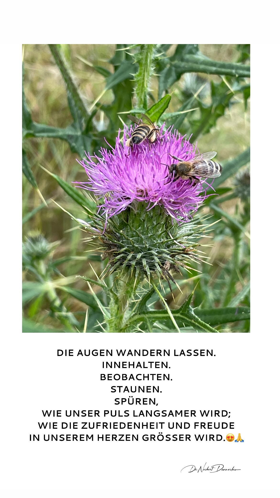 Juli 2024 - (11): DIE AUGEN 1 DIE AUGEN