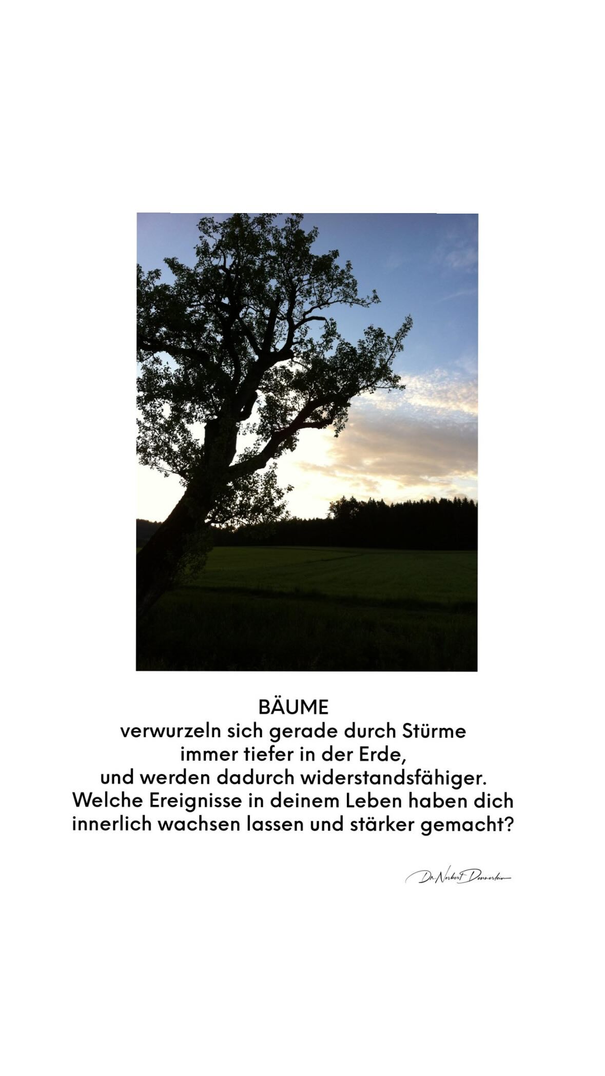 BÄUME verwurzeln sich gerade durch Stürme immer tiefer in der Erde, und werden dadurch