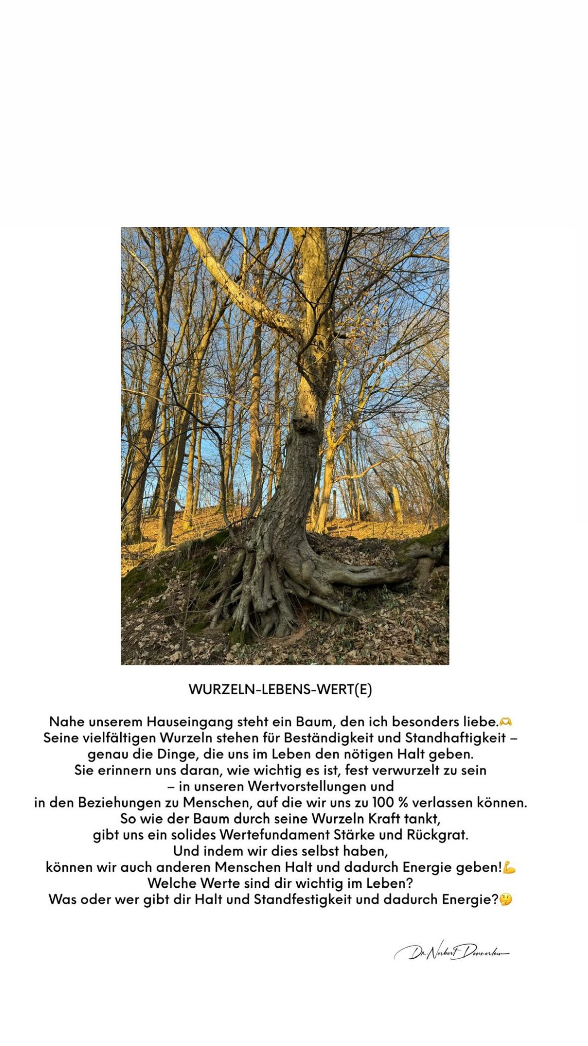 WURZELN - LEBENS - WERT(E) Nahe unserem Hauseingang steht ein Baum, den ich besonders