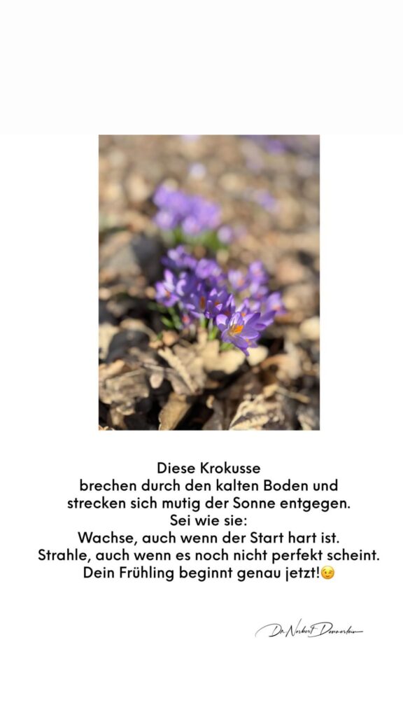 Dr. Norbert Dennerlein: Diese Krokusse brechen durch den kalten Boden und strecken sich mutig der Sonne entgegen