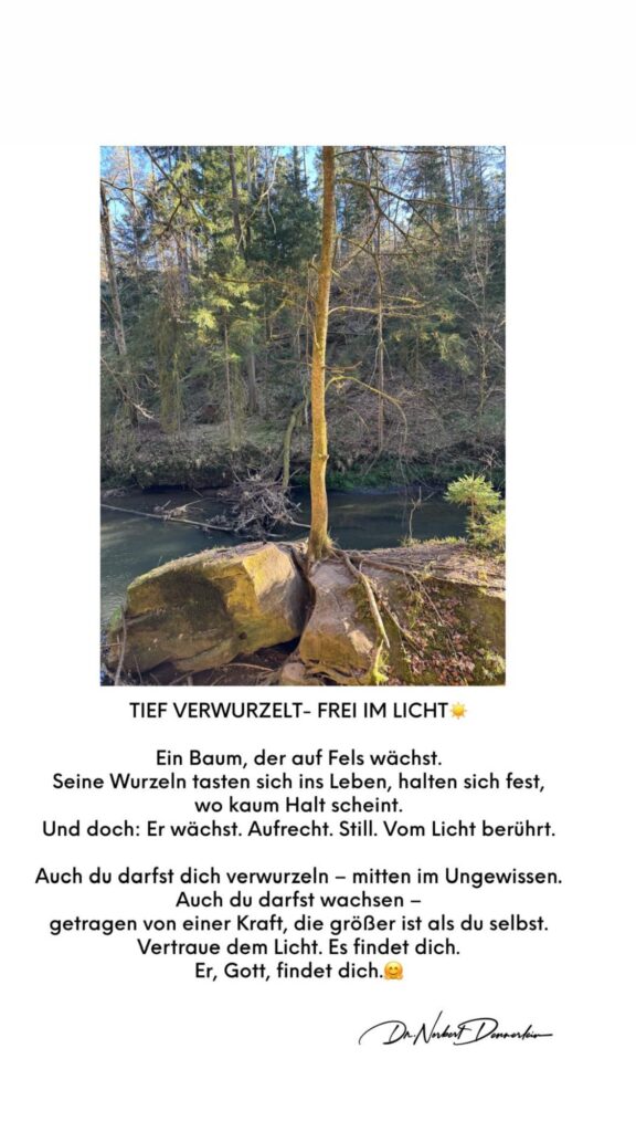 Dr. Norbert Dennerlein: TIEF VERWURZELT - FREI IM LICHT Ein Baum, der auf Fels wächst