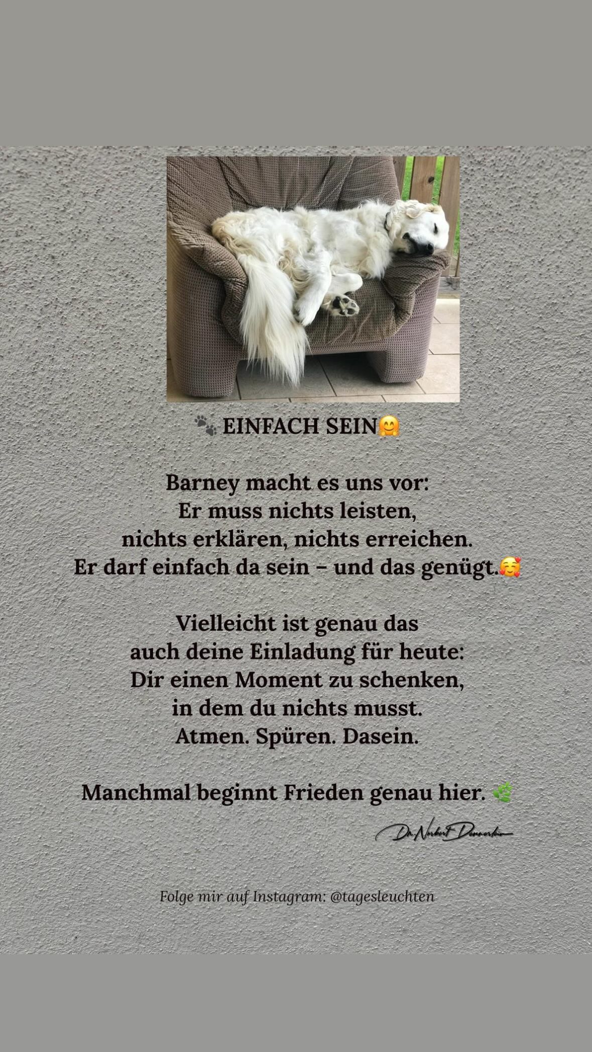 Barney macht es uns vor: Pe BE muss nichts leisten, nichts erklären, nichts erreichen