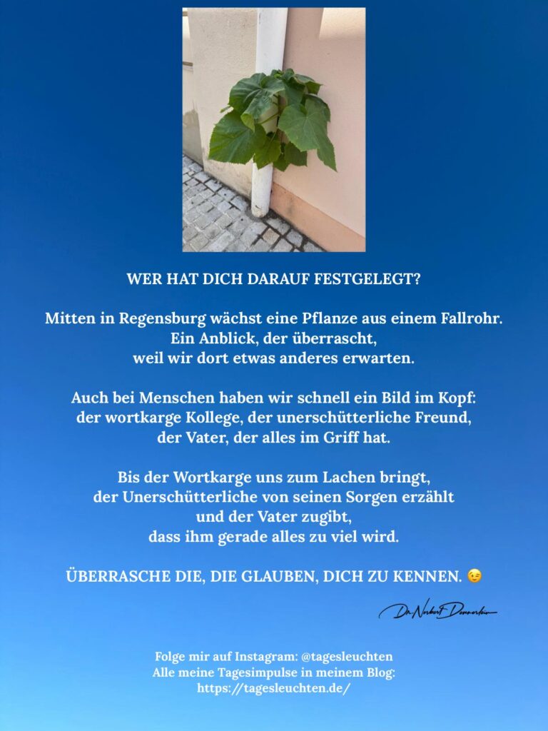 Dr. Norbert Dennerlein: WER HAT DICH DARAUF FESTGELEGT? Mitten in Regensburg wächst eine Pflanze aus einem Fallrohr.